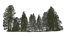 pine trees silhouette